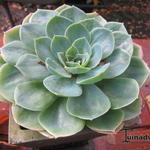 Echeveria secunda var. glauca - 