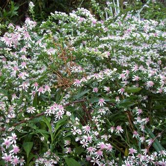 Aster lateriflorus 'Lady in Black'