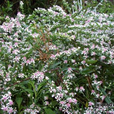 Aster lateriflorus 'Lady in Black'