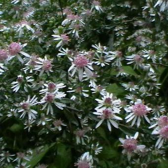 Aster lateriflorus 'Lady in Black'