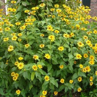 Heliopsis  helianthoides