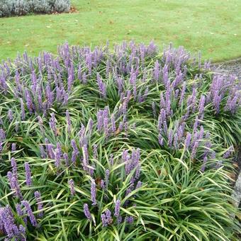 Liriope muscari