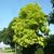 Robinia pseudoacacia 'Frisia'