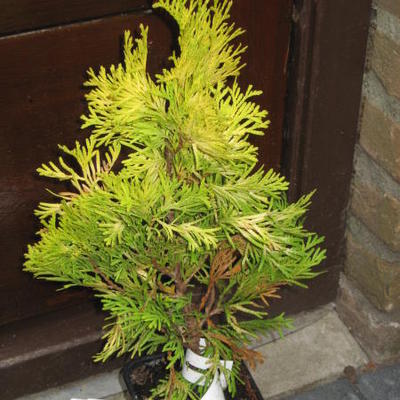 Thuja occidentalis ‘Jantar’ - Thuja occidentalis ‘Jantar’