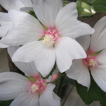 Lavatera x clementii 'Barnsley Baby'