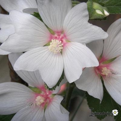 Lavatera x clementii 'Barnsley Baby'