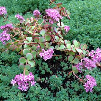 Sedum sieboldii