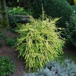 Lonicera nitida 'Baggesen's Gold' - 