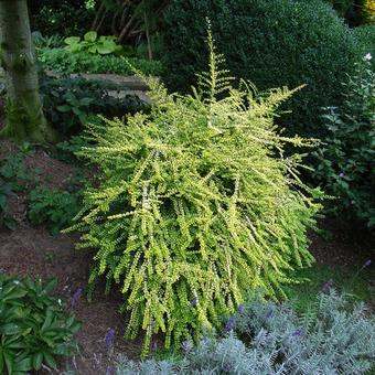 Lonicera nitida 'Baggesen's Gold'