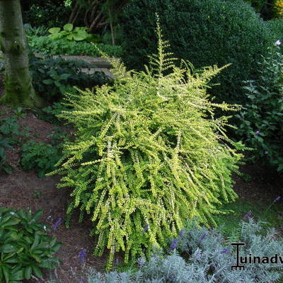 Lonicera nitida 'Baggesen's Gold' - Lonicera nitida 'Baggesen's Gold'