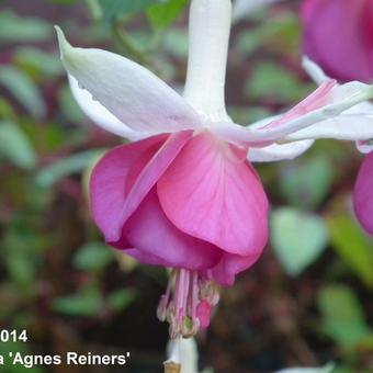 Fuchsia 'Agnes Reiners'