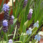 Muscari aucheri 'Mount Hood' - 