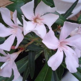 Nerium oleander