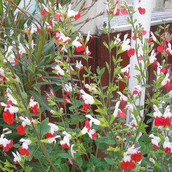 Salvia x jamensis 'Hot Lips'