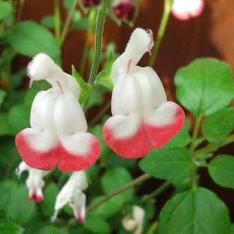 Salvia x jamensis 'Hot Lips'