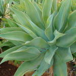 Agave mitis - 