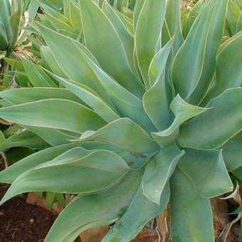 Agave mitis