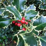 Ilex aquifolium 'Madame Briot' - 