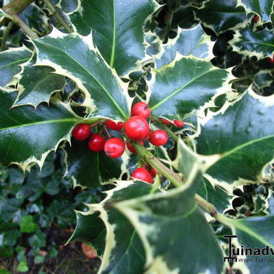 Ilex aquifolium 'Madame Briot' - 