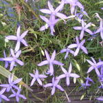 Isotoma axillaris - 