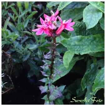 Lobelia x speciosa 'FAN Salmon'