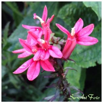 Lobelia x speciosa 'FAN Salmon'