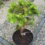 Larix gmelinii 'Dortmund' - 