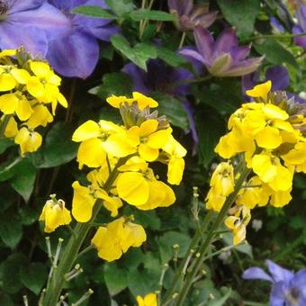 Erysimum hybride