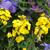 Erysimum hybride