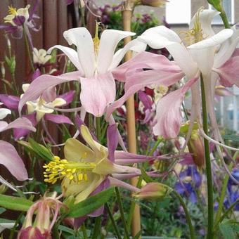 Aquilegia caerulea SPRING MAGIC-serie