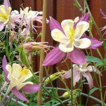 Aquilegia caerulea SPRING MAGIC-serie