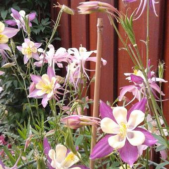 Aquilegia caerulea SPRING MAGIC-serie