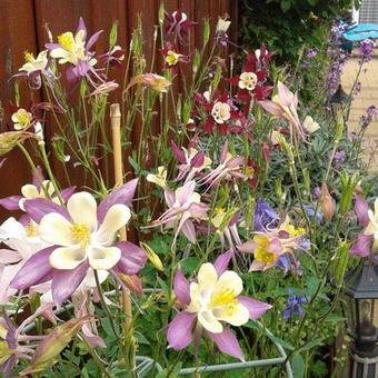 Aquilegia caerulea SPRING MAGIC-serie