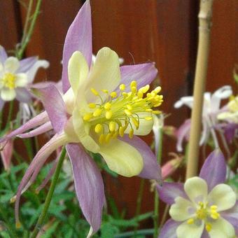 Aquilegia caerulea SPRING MAGIC-serie