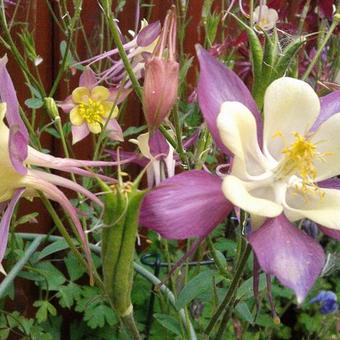 Aquilegia caerulea SPRING MAGIC-serie