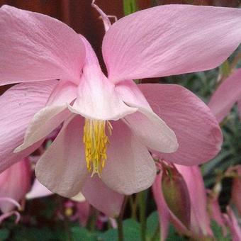 Aquilegia caerulea SPRING MAGIC-serie