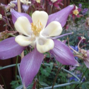 Aquilegia caerulea SPRING MAGIC-serie