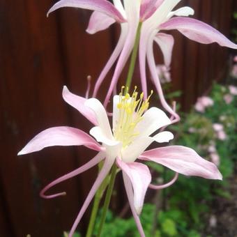 Aquilegia caerulea SPRING MAGIC-serie