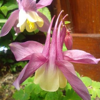 Aquilegia caerulea SPRING MAGIC-serie