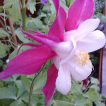 Aquilegia caerulea SPRING MAGIC-serie