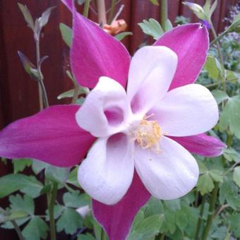 Aquilegia caerulea SPRING MAGIC-serie