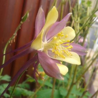 Aquilegia caerulea SPRING MAGIC-serie