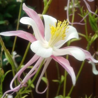 Aquilegia caerulea SPRING MAGIC-serie