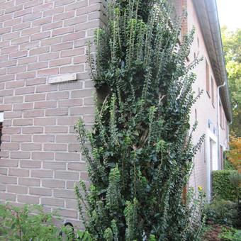 Hedera helix 'Erecta'