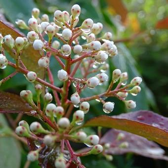 Photinia x fraseri 'Red Robin'