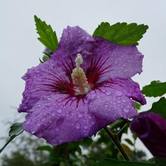 Hibiscus syriacus