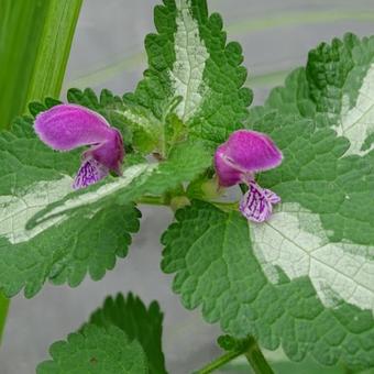 Lamium maculatum