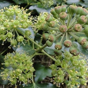 Hedera helix