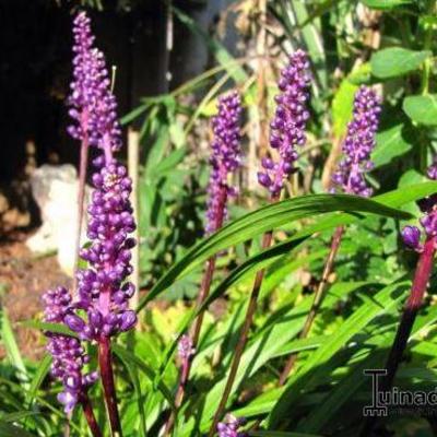 Liriope muscari 'Royal Purple' - Liriope muscari 'Royal Purple'