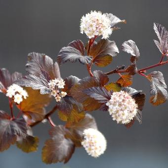 Physocarpus opulifolius 'Diabolo'